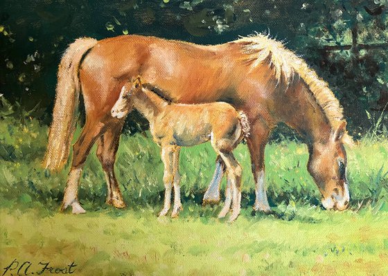 Welsh Cob and Foal