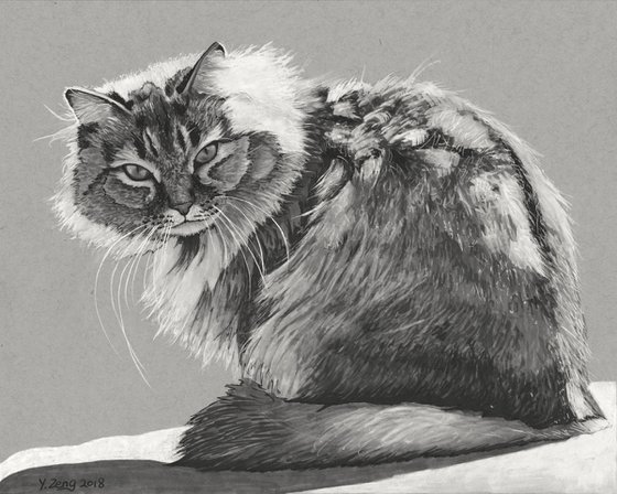 Cat portrait black and white