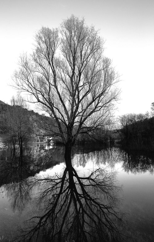tree in water by Nikola Lav Ralevic