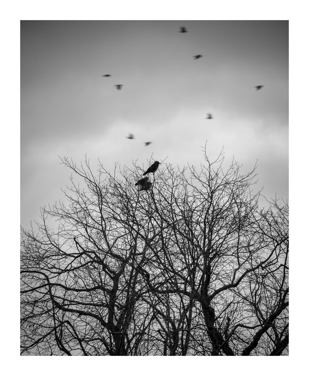 Jackdaws VIII by David Baker