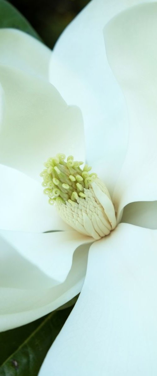 Magnolia by Russ Witherington
