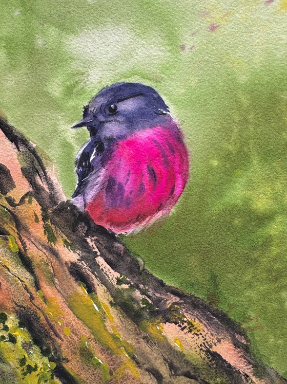 Birds: Redstart and Pink Robin