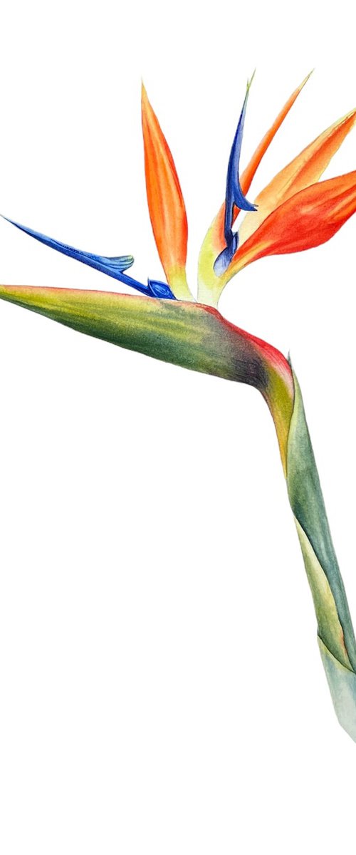 Strelitzia regina. Original watercolor artwork. by Nataliia Kupchyk