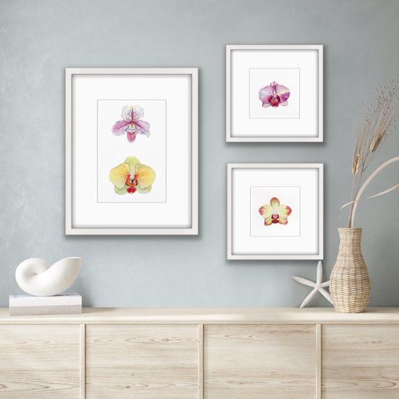 Two orchids. A series of original watercolour artwork.