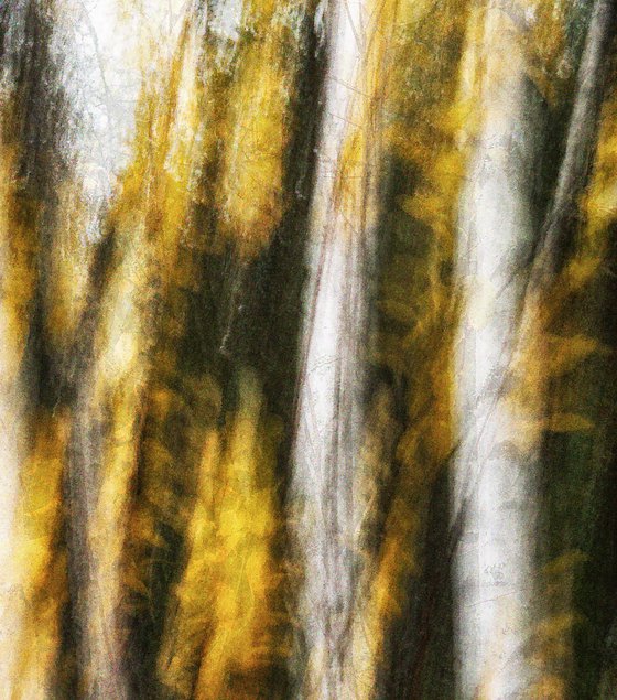 Birches (studio 2)