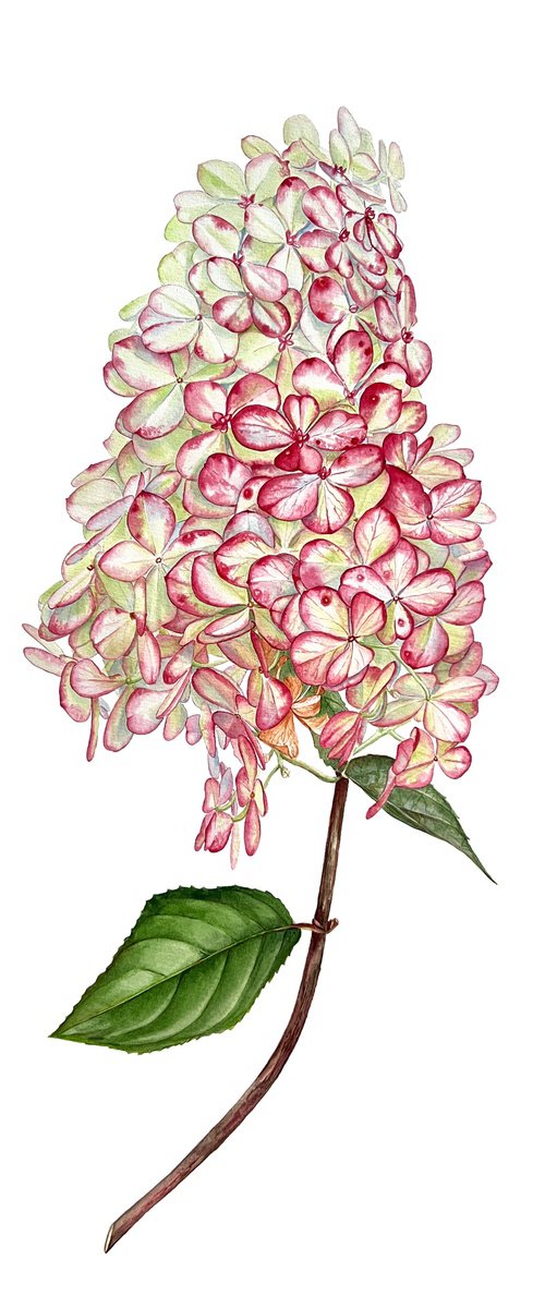 Garden warmth by Nataliia Kupchyk