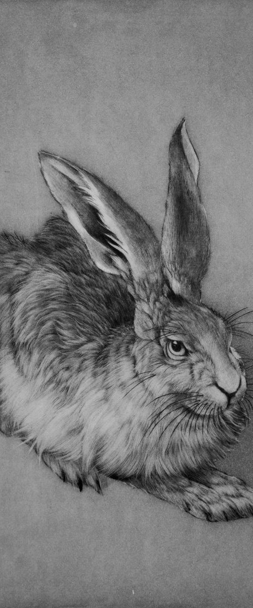Durer's Hare by Clive Riggs