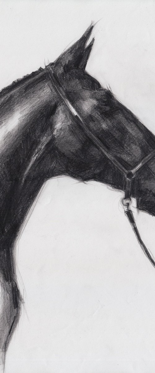 Head of a Horse by Anna Khaninyan