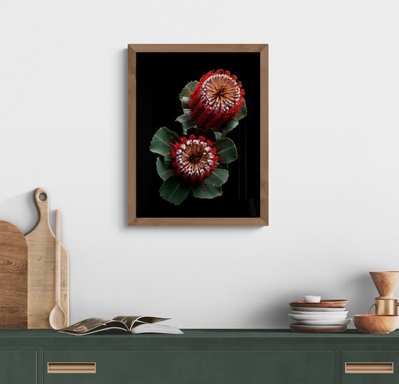 Banksia Coccinea