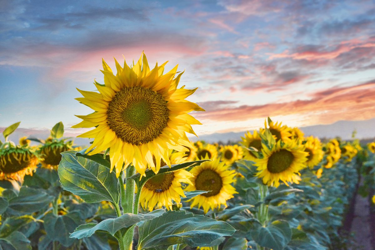 Sunflower Sundown by Emily Kent