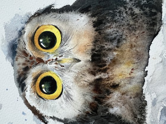 Owlet in a snowdrift