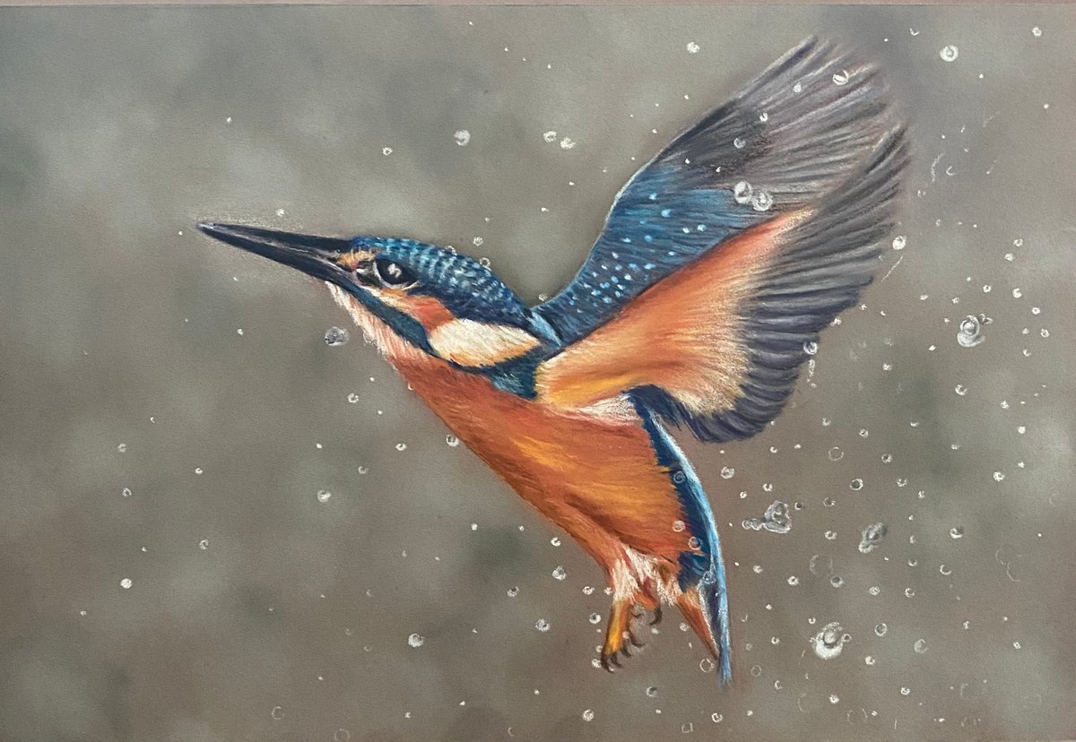 Kingfisher by Maxine Taylor