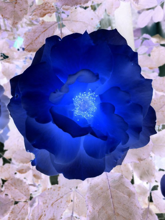 Blue flower