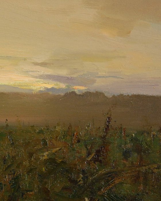 Morning fog