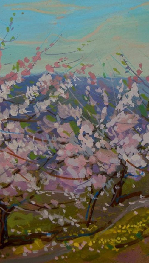 plum blossoms by Sergey  Kachin