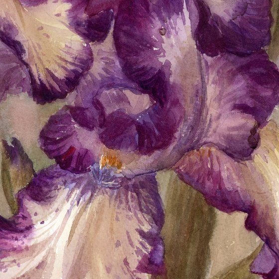 Terry irises