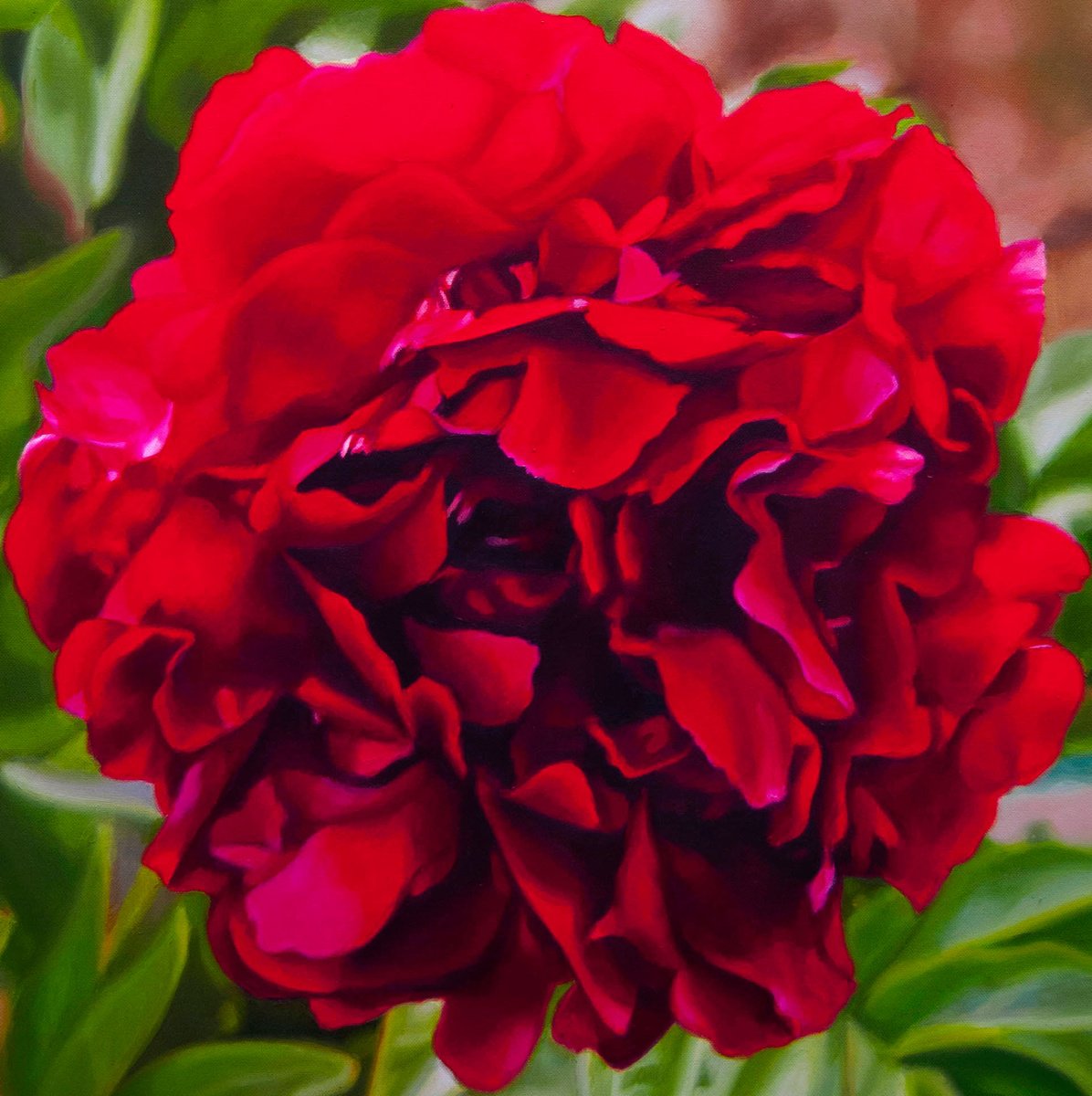 Photorealistic Oil Painting , Peony By Simona Tsvetkova, 20 X 20, Artwork For Sale On Artfinder