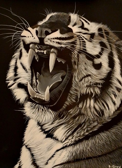 Tiger in black and white 3 by Barry Gray