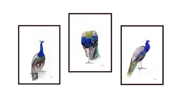 Indian Blue Peacocks