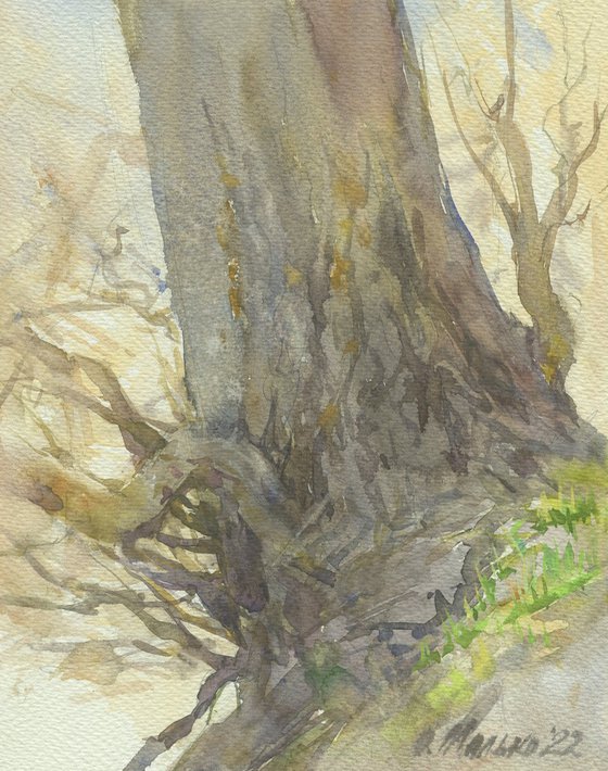 Willow trunk. Tree sketch / Original watercolor Outdoor paintings Early spring mood