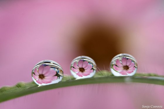 Cosmos in the drops