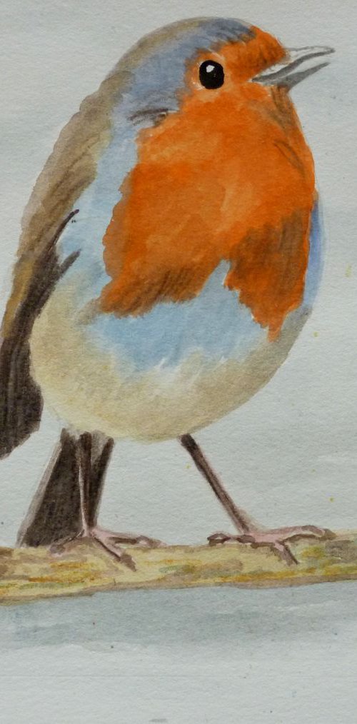 Cheeky Robin by Maddalena Pacini