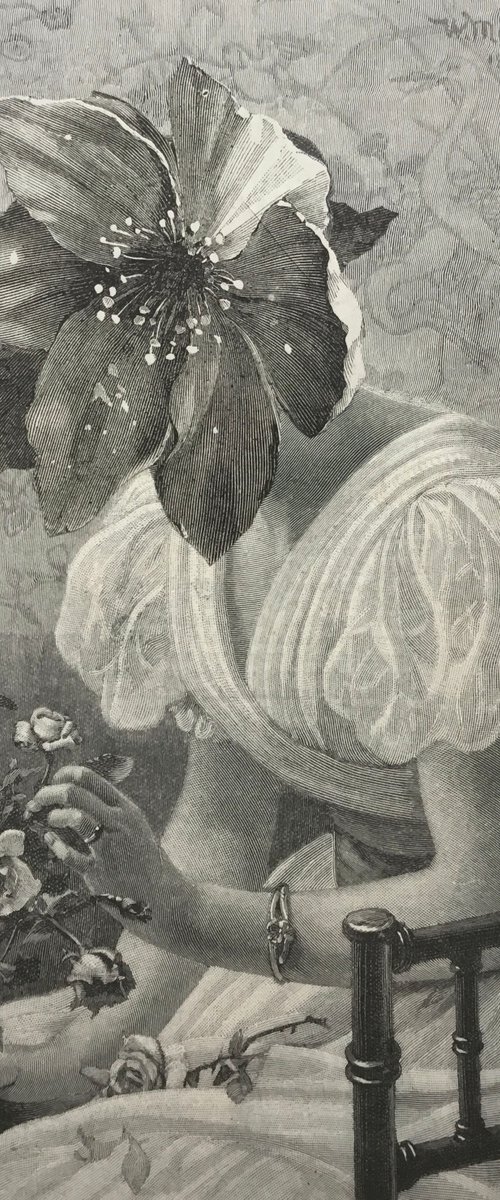Rose Bud by Tudor Evans