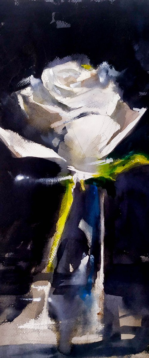 White rose by Flavio Furlan
