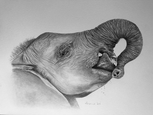 Elephant by Maxine Taylor