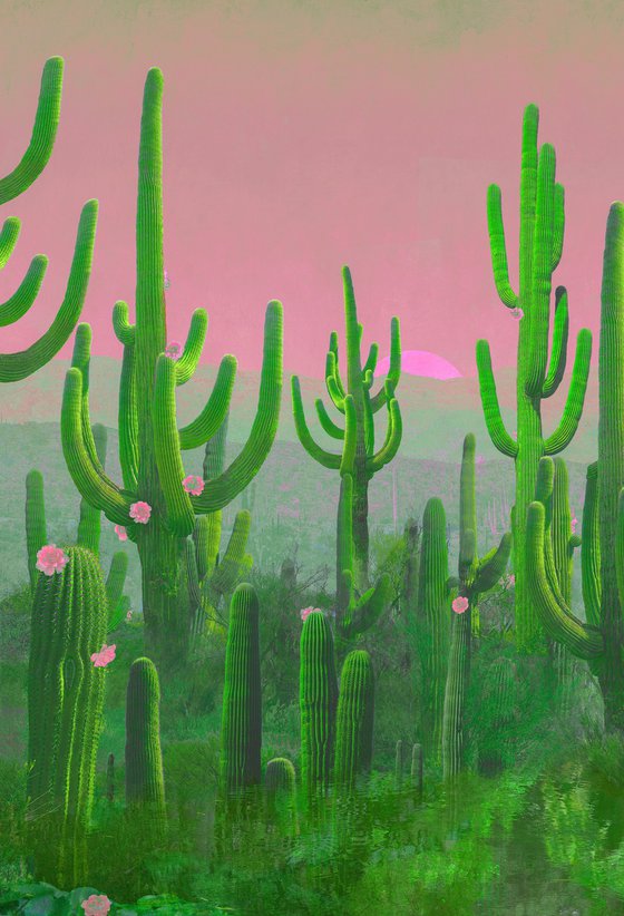 Cactus Sagauro
