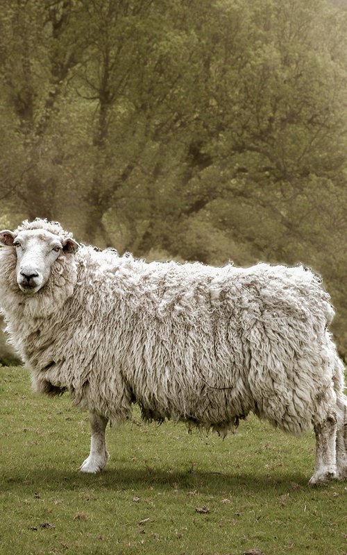Romney Ewe by Adam Regan