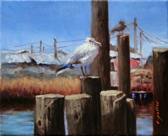 Smith Island Seagull