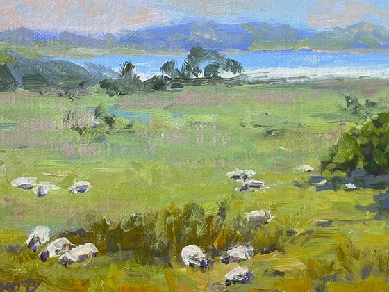 Grazing Sheep At Mission Ranch in Carmel-by-the-Sea