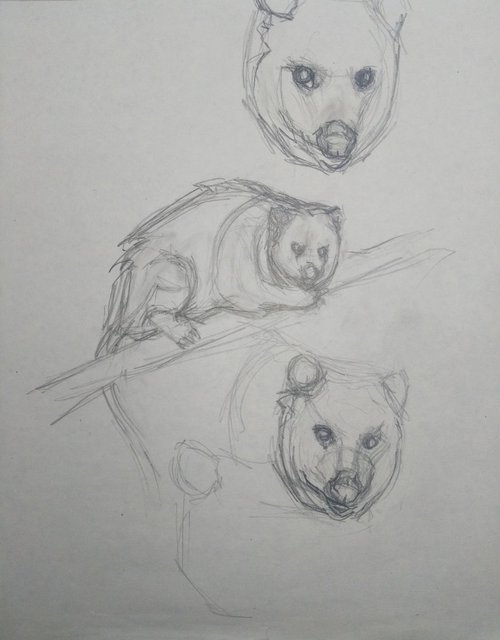 opossum sketch by Sara Radosavljevic