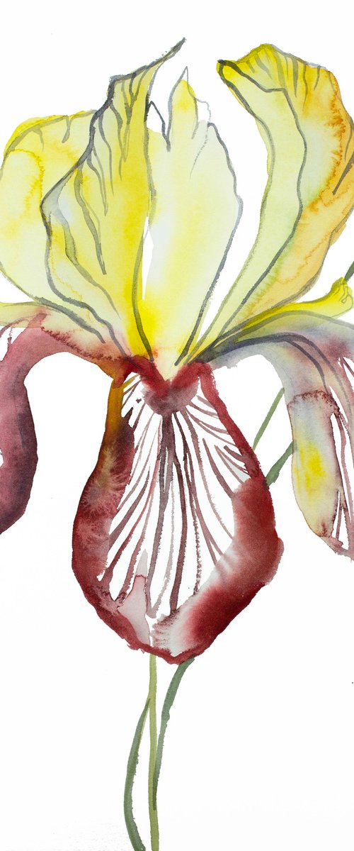 Iris No. 121 by Elizabeth Becker
