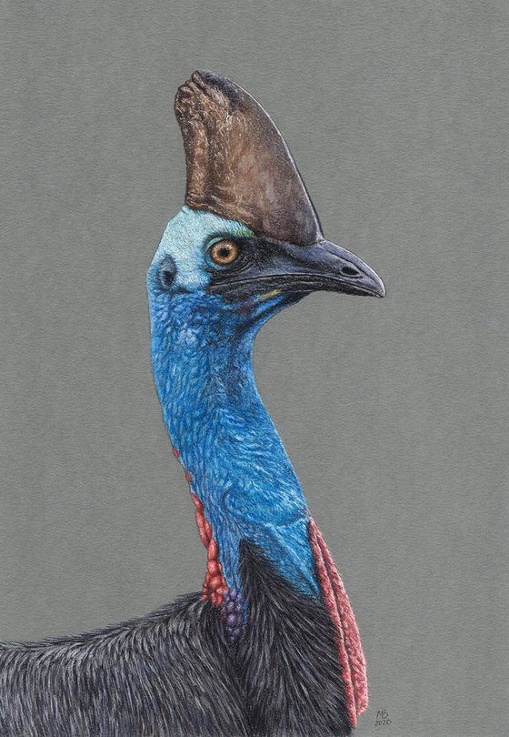 Original pastel drawing bird "Southern cassowary"