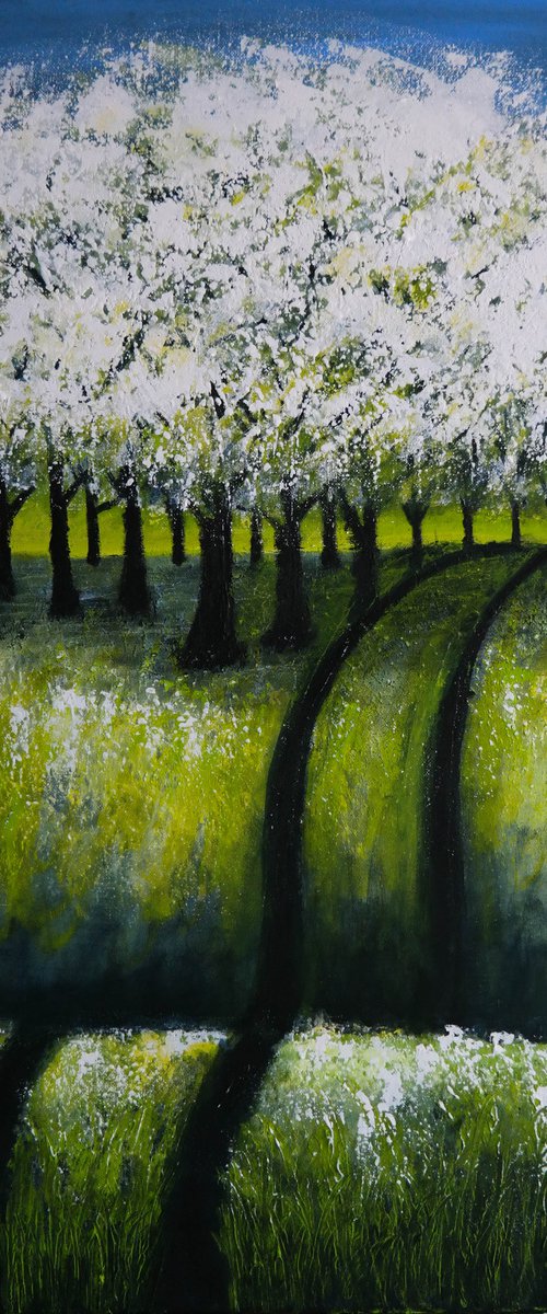 Cherry  Trees   -  Fields and Colors Series by Danijela Dan