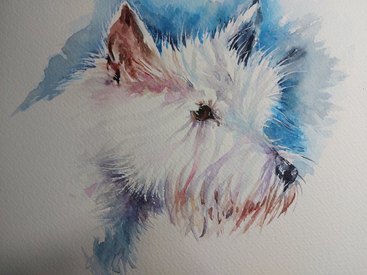 West Highland Terrier by Sue  Green