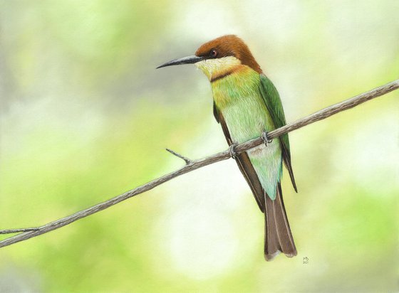 Original pastel drawing bird "Chestnut-headed bee-eater"