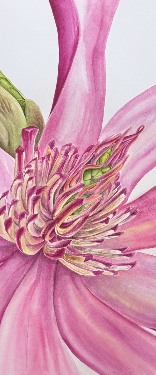 Magnolia flower by Julia Gorislavska
