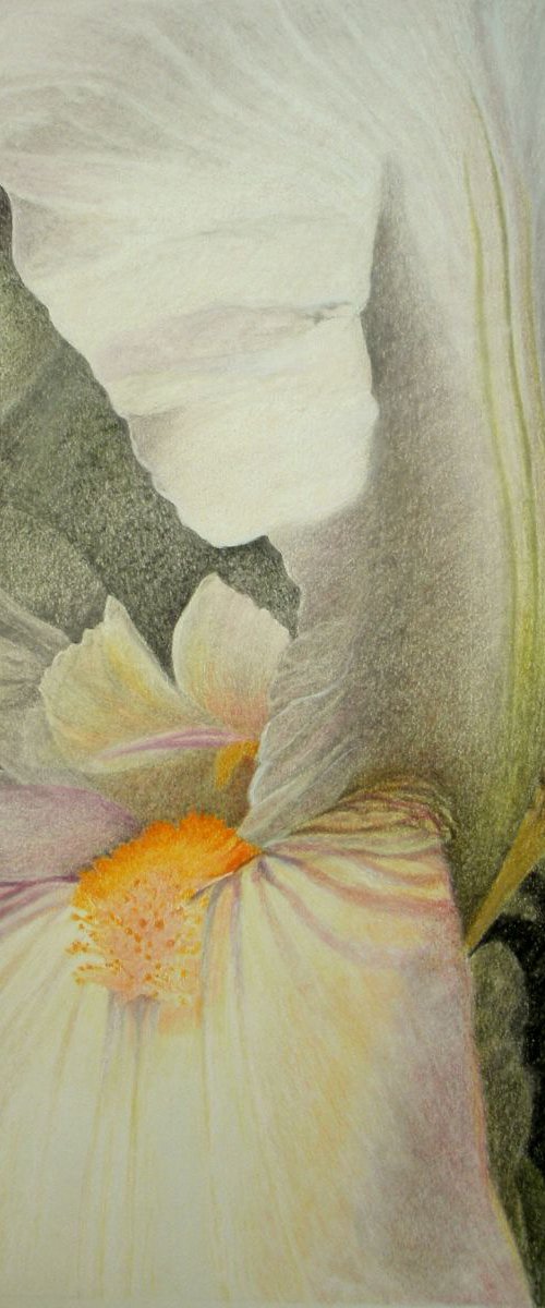 WHITE IRIS by Nives Palmić