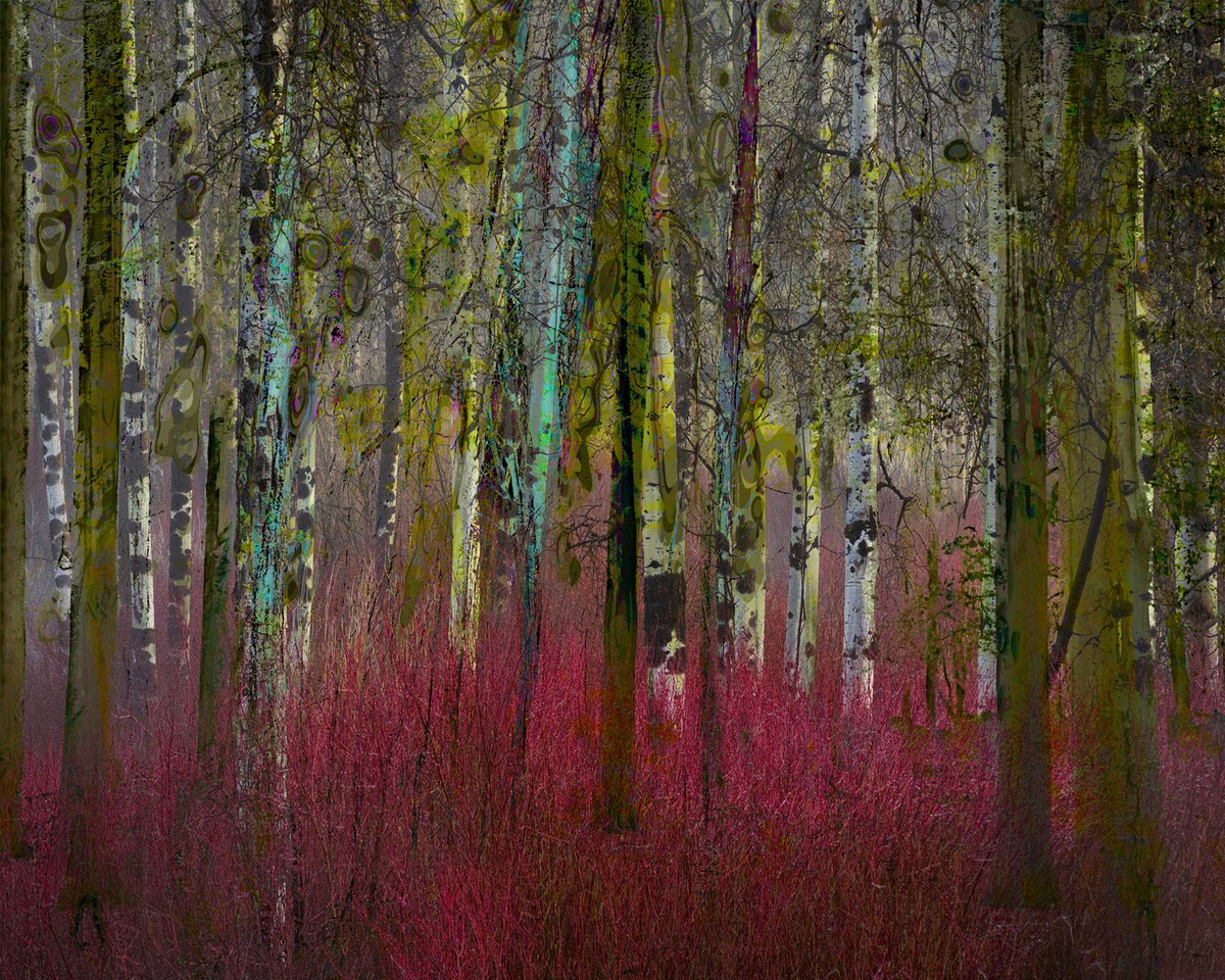 Mysterious Forrest opus 9 by Geert Lemmers FPA