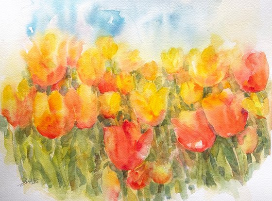 Yellow Tulip Field