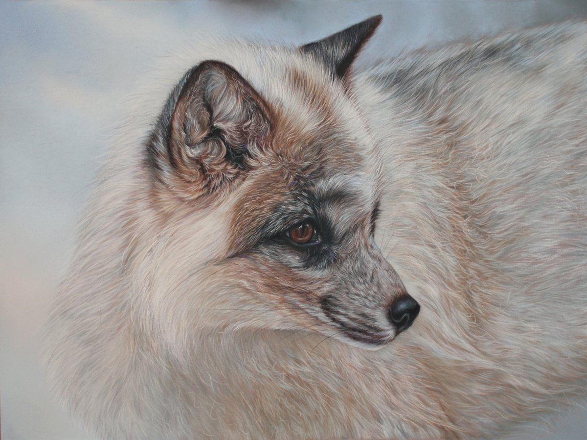 Arctic fox portrait by Tatjana Bril