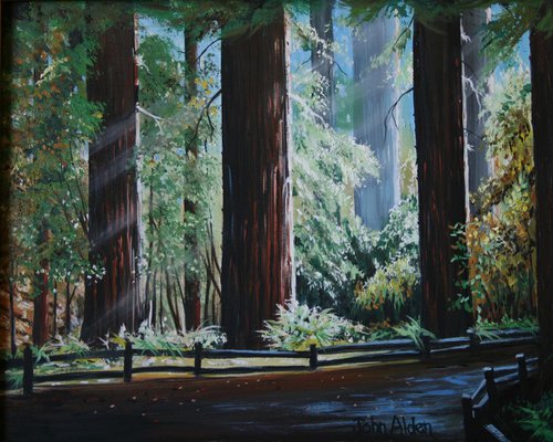The Redwood Forest by John Begley