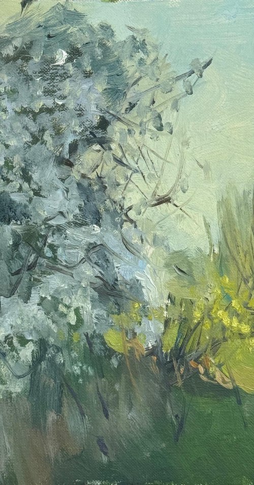 Hawthorn Blossoms, Evening by Alex James Long