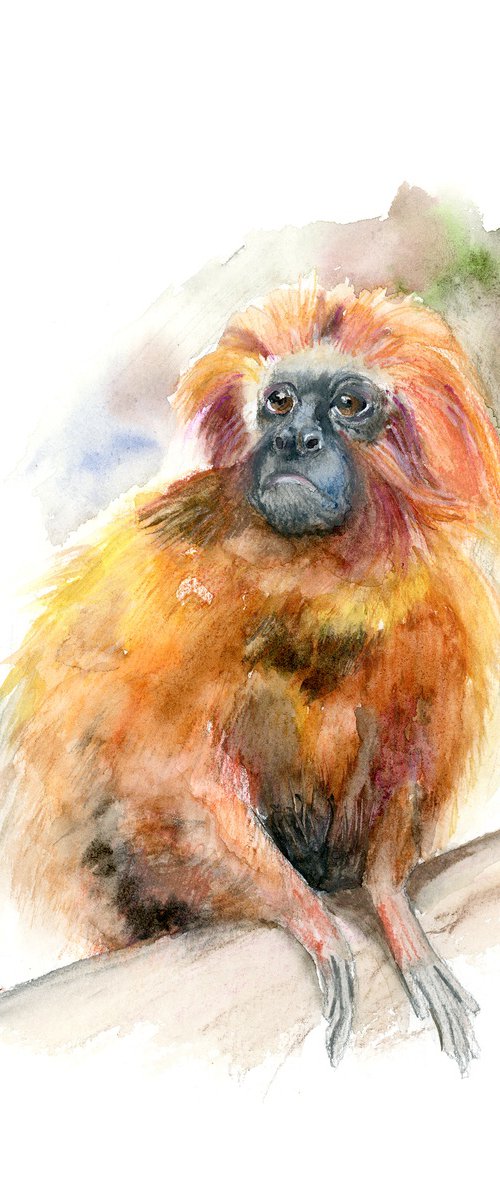 Golden Lion Tamarin by Olga Tchefranov (Shefranov)