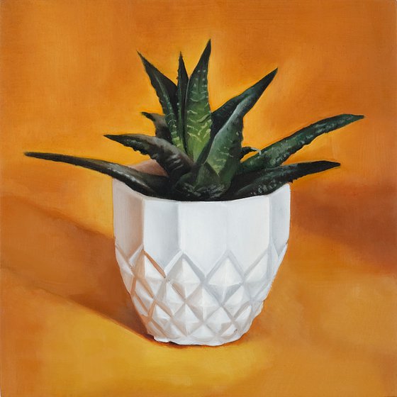 Small Succulent on Orange Background