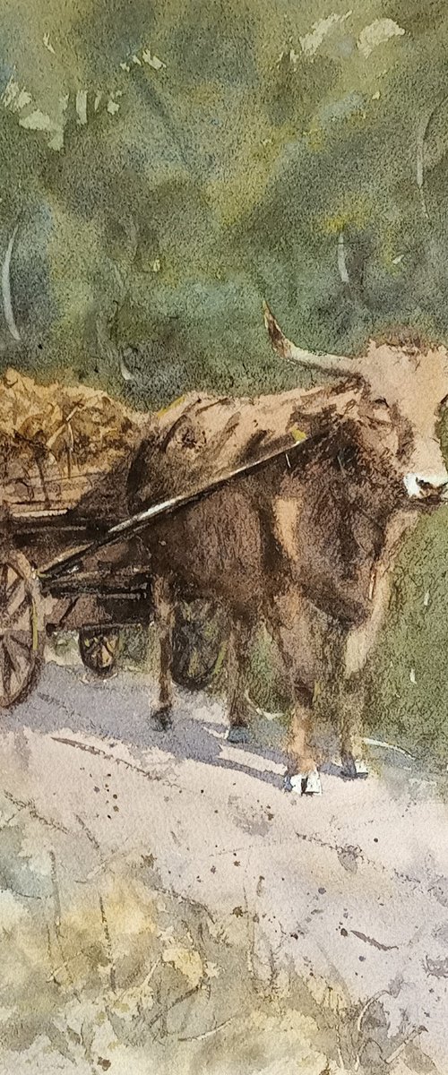 Scena d'epoca / vintage scene - carro con bue / cart pulled by an ox by Tollo Pozzi