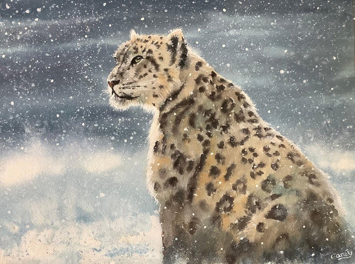 Snow Leopard by Darren Carey